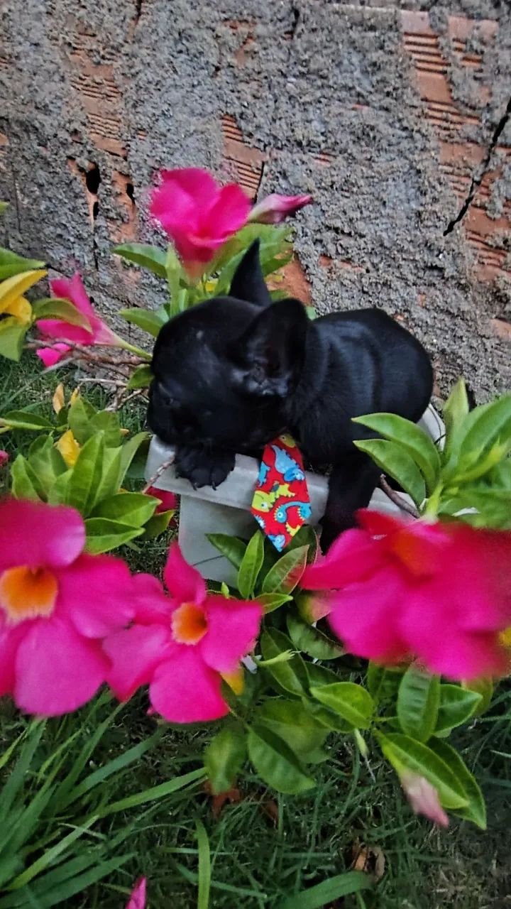 Belíssimos exemplar machinho - Foto 3