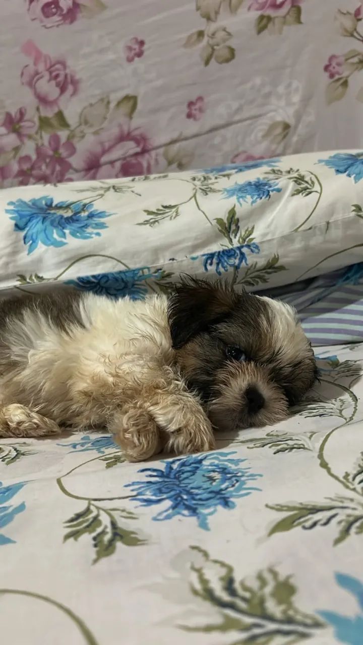 Cachorro  Shitzu  - Foto 5