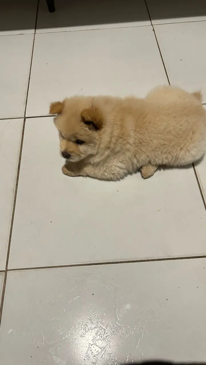 Pet - Foto 2