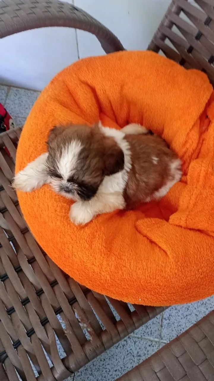 Shih Tzu - Foto 3