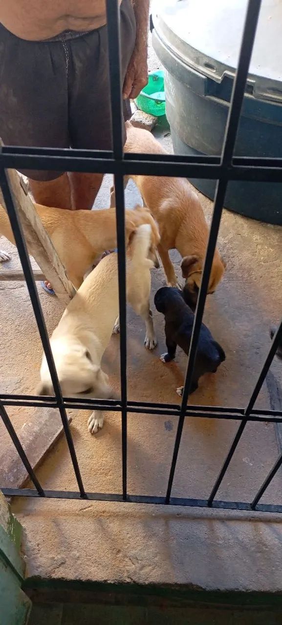 Doação de cachorro e cachora - Foto 2