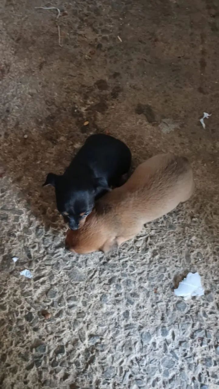 Vendo Pincher 