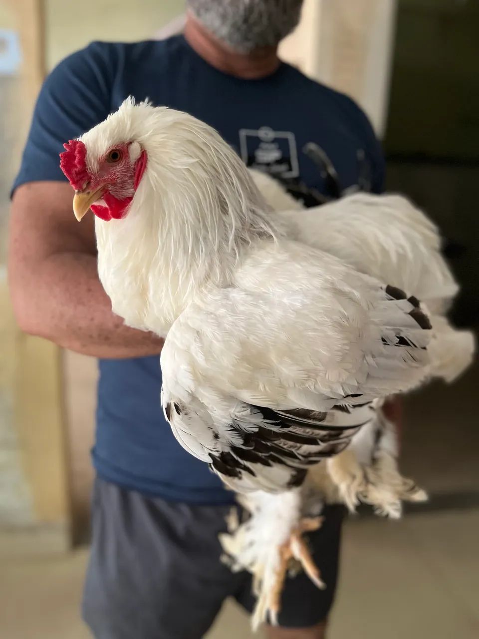 GALO BRAHMA LIGHT 