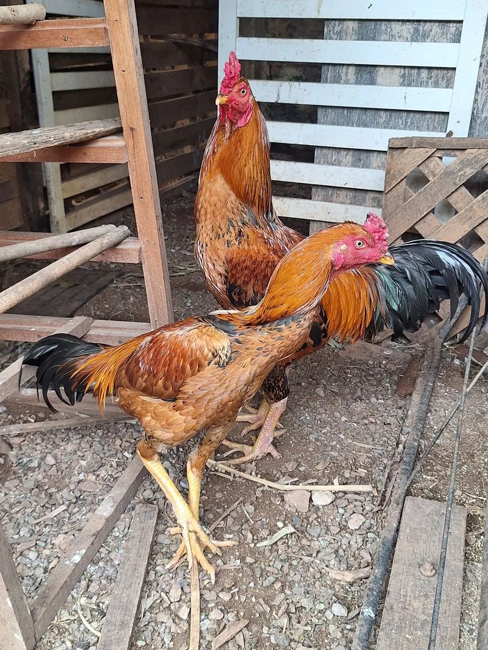 FRANGO INDIO TOP - Foto 2