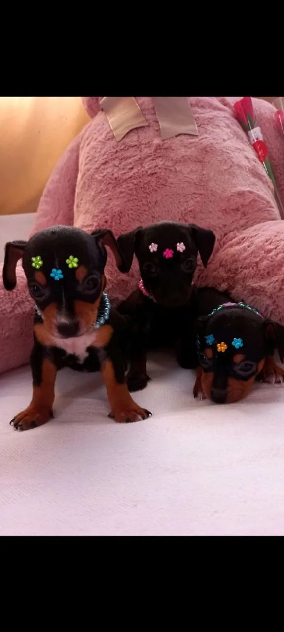Pinscher Micro Zero - Foto 4