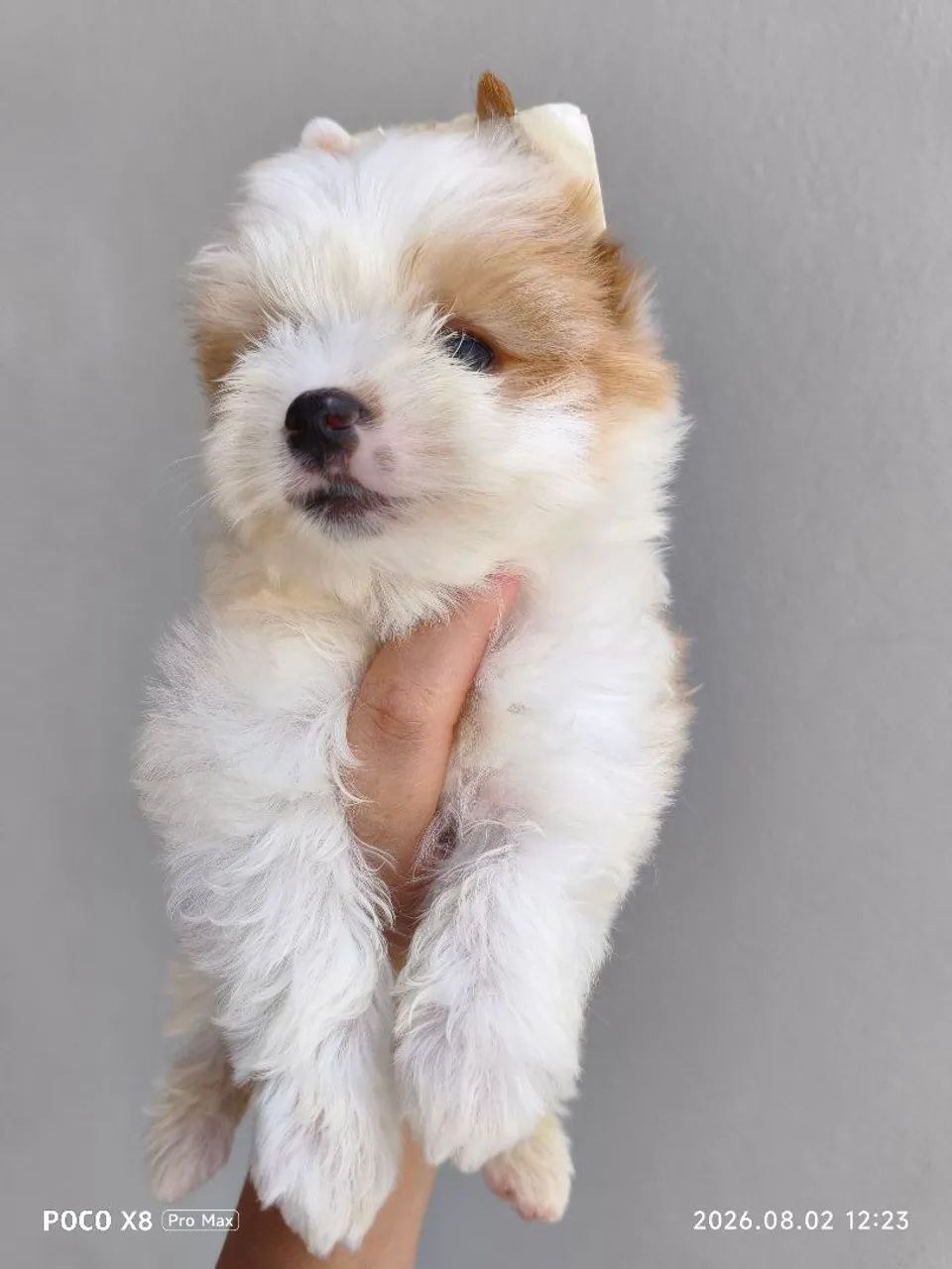 Yorkshire Golddust Terrier macho - Foto 3