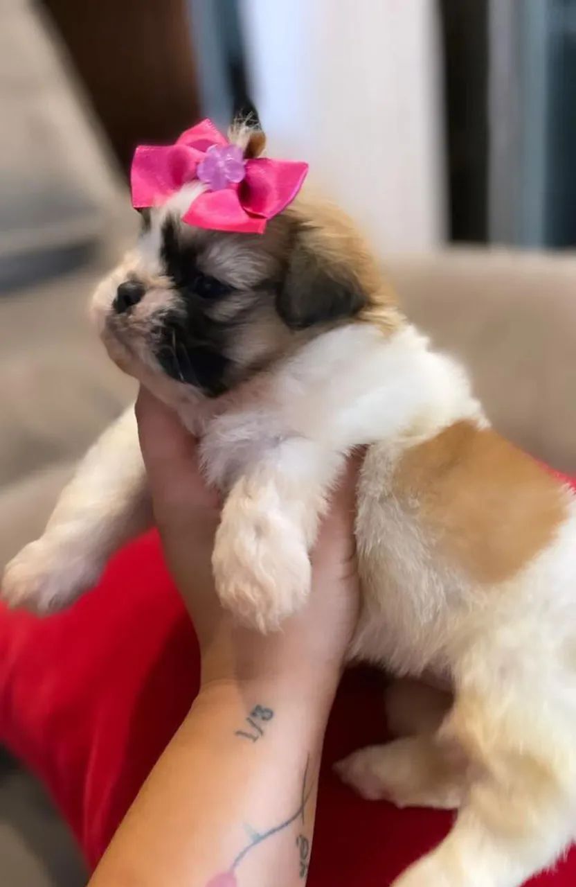 Shih Tzu micro 