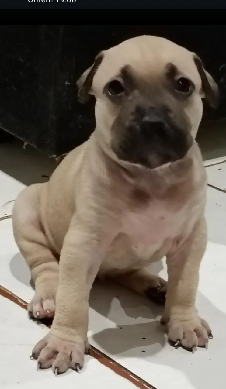 Cachorros Pit Bull  - Foto 2
