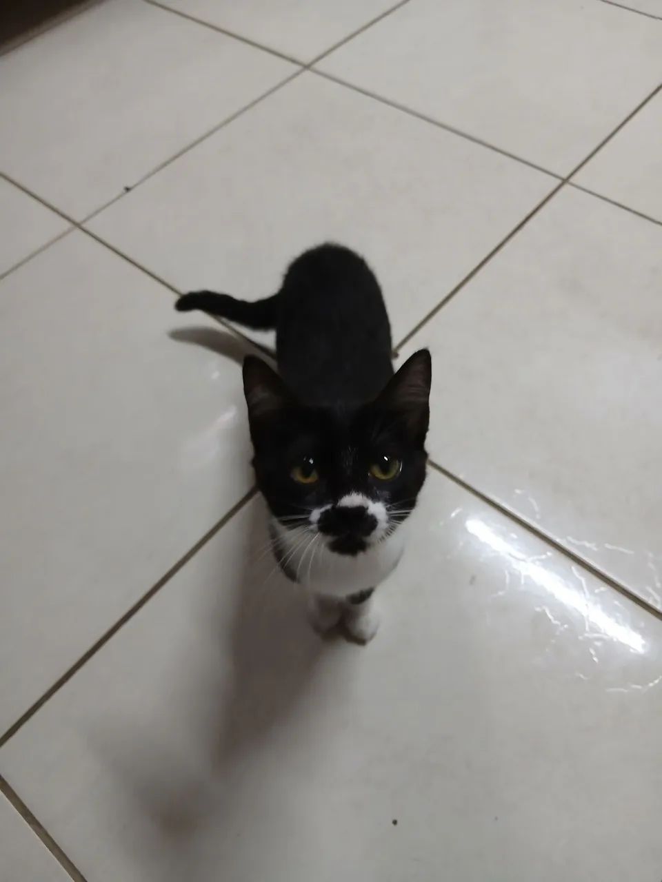 Doação de gatinha