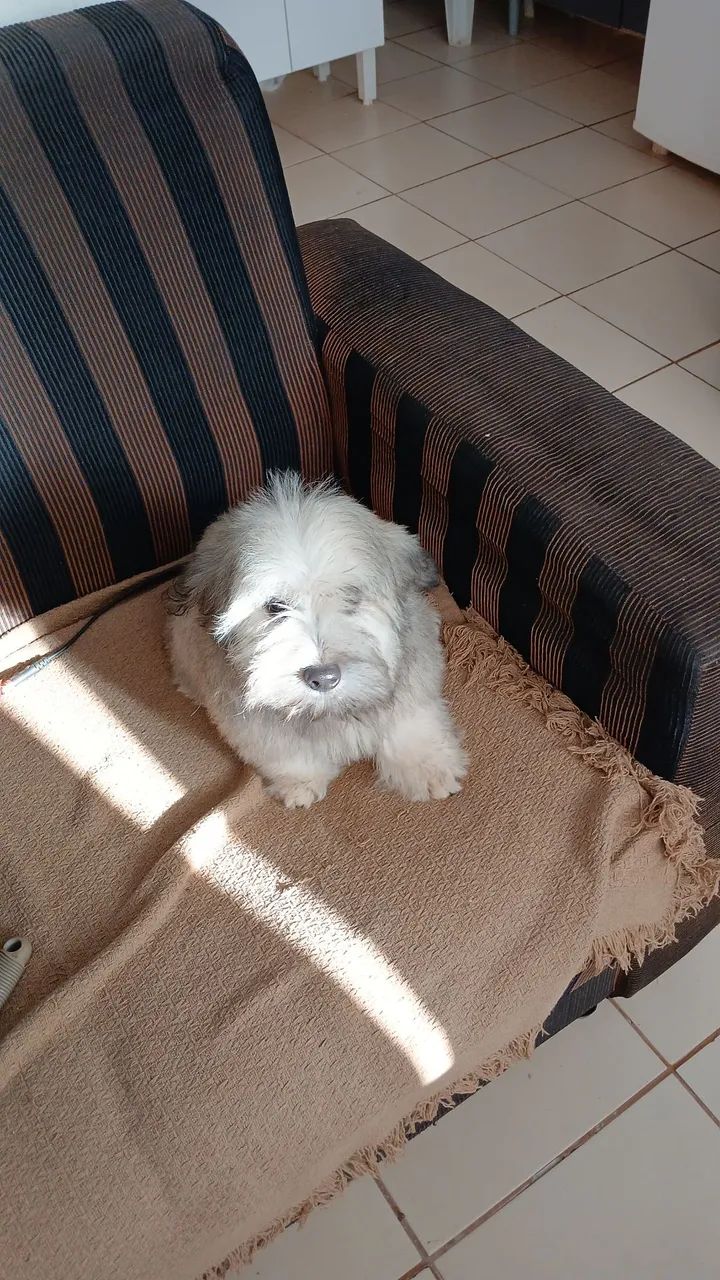 Filhote de lhassa apso  - Foto 2
