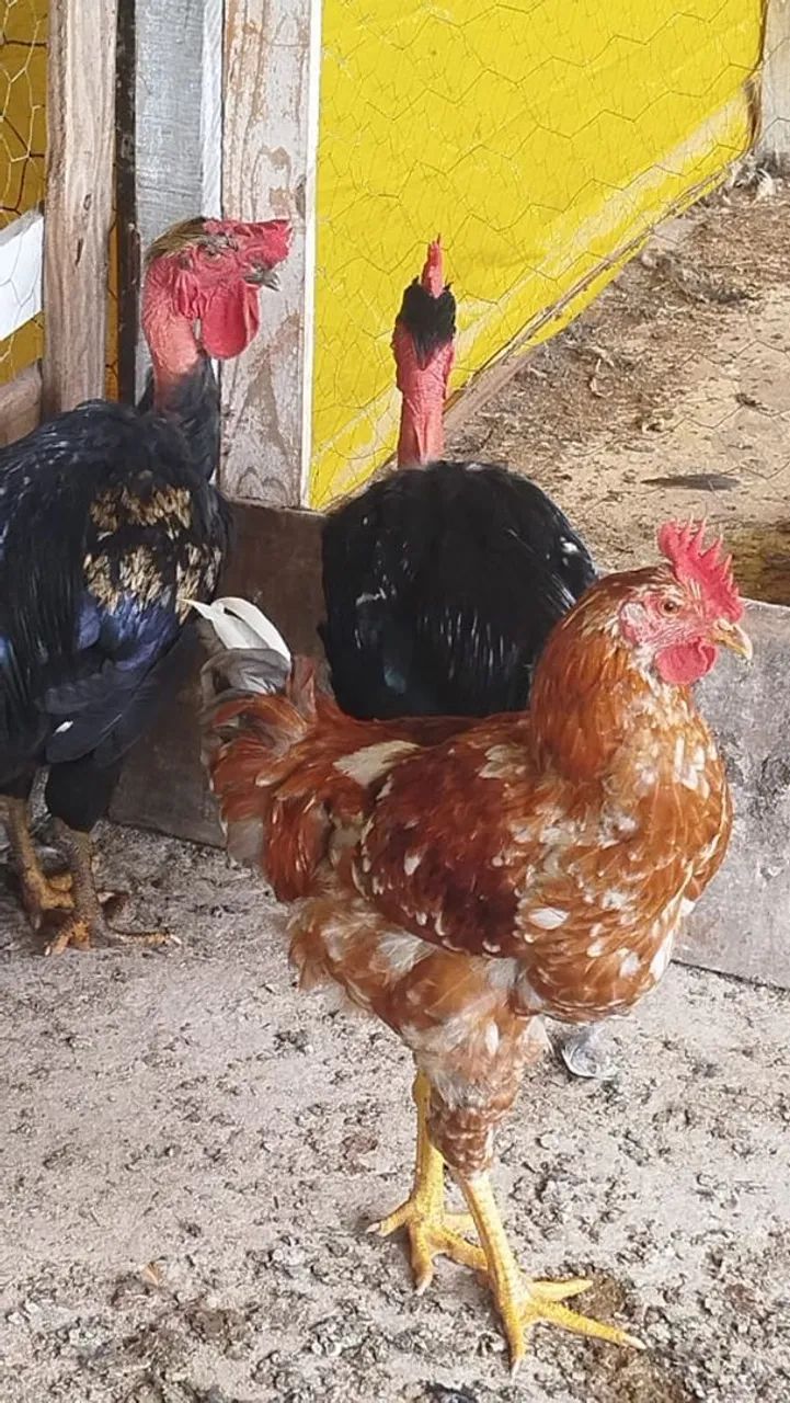 Vendo frango GSB Polaco. - Foto 4