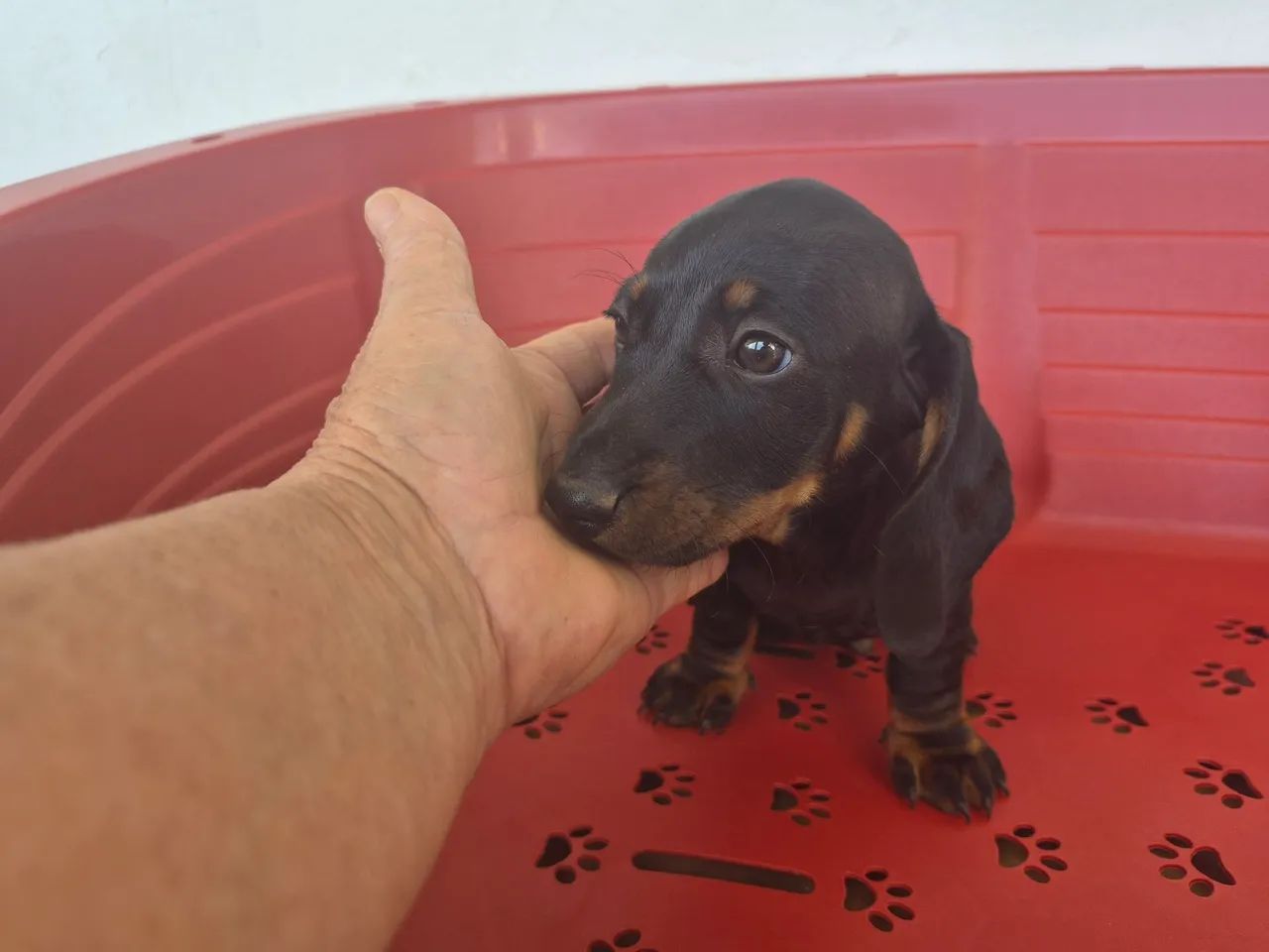 DACHSHUND filhotes machos - Foto 4