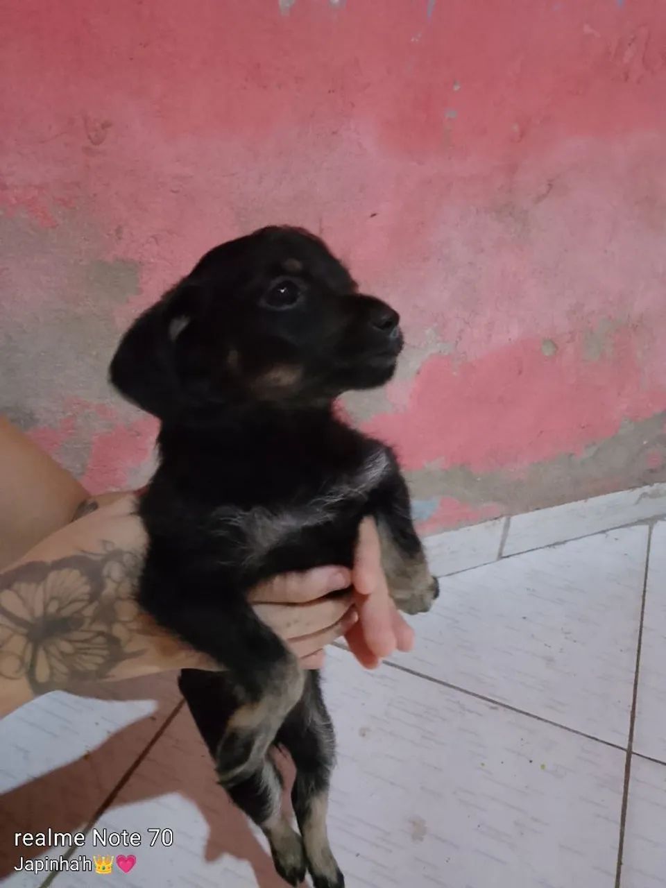 Cachorra pinscher  - Foto 2