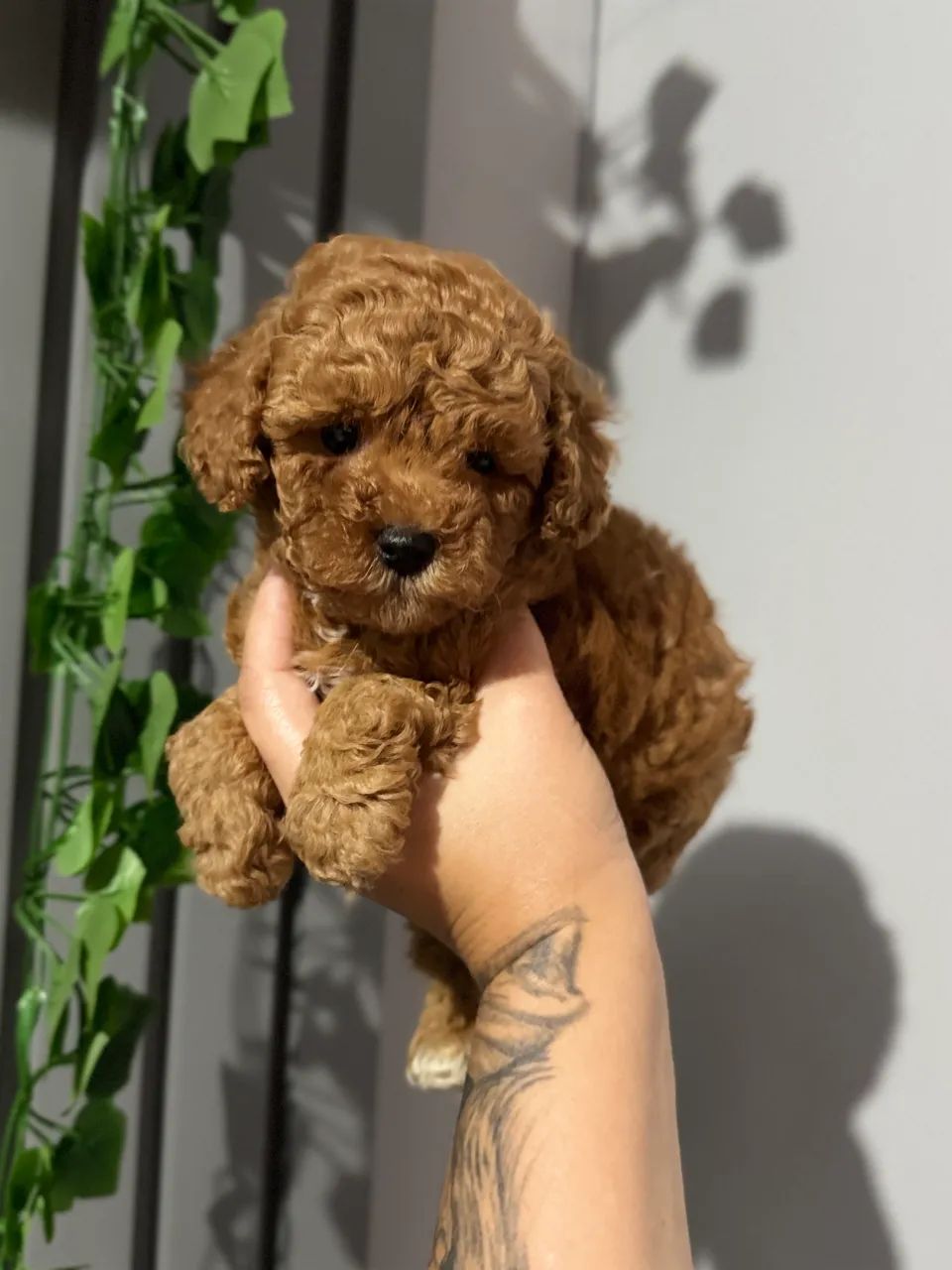 Poodle Toy Venda .  - Foto 2