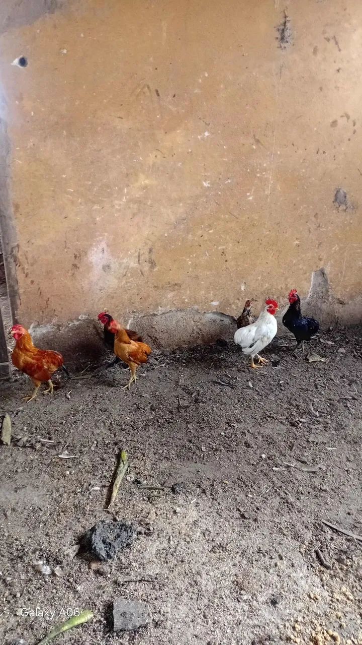 Garnize sura ornamental. - Foto 4