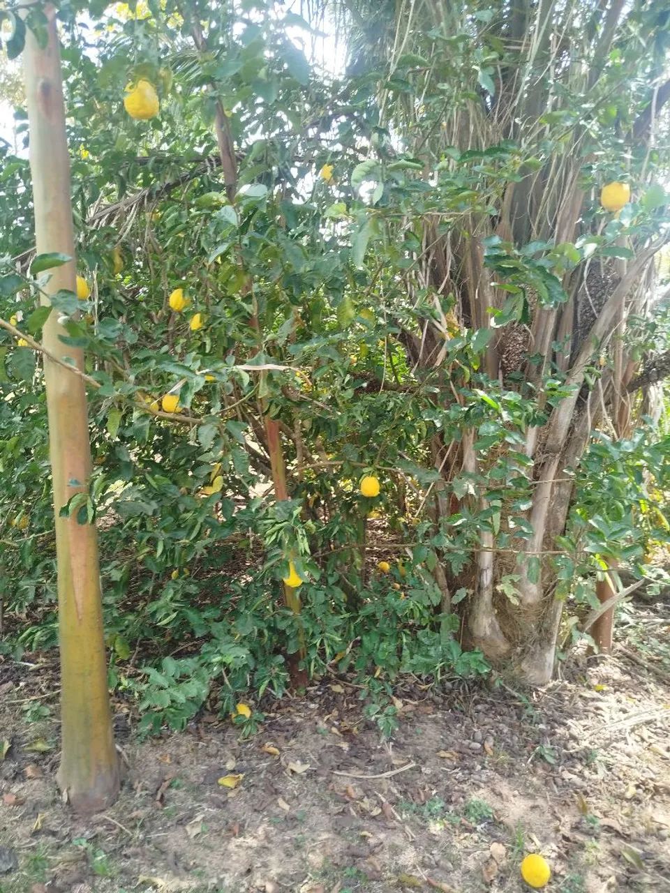 Vendo ou troco esse citio  - Foto 3