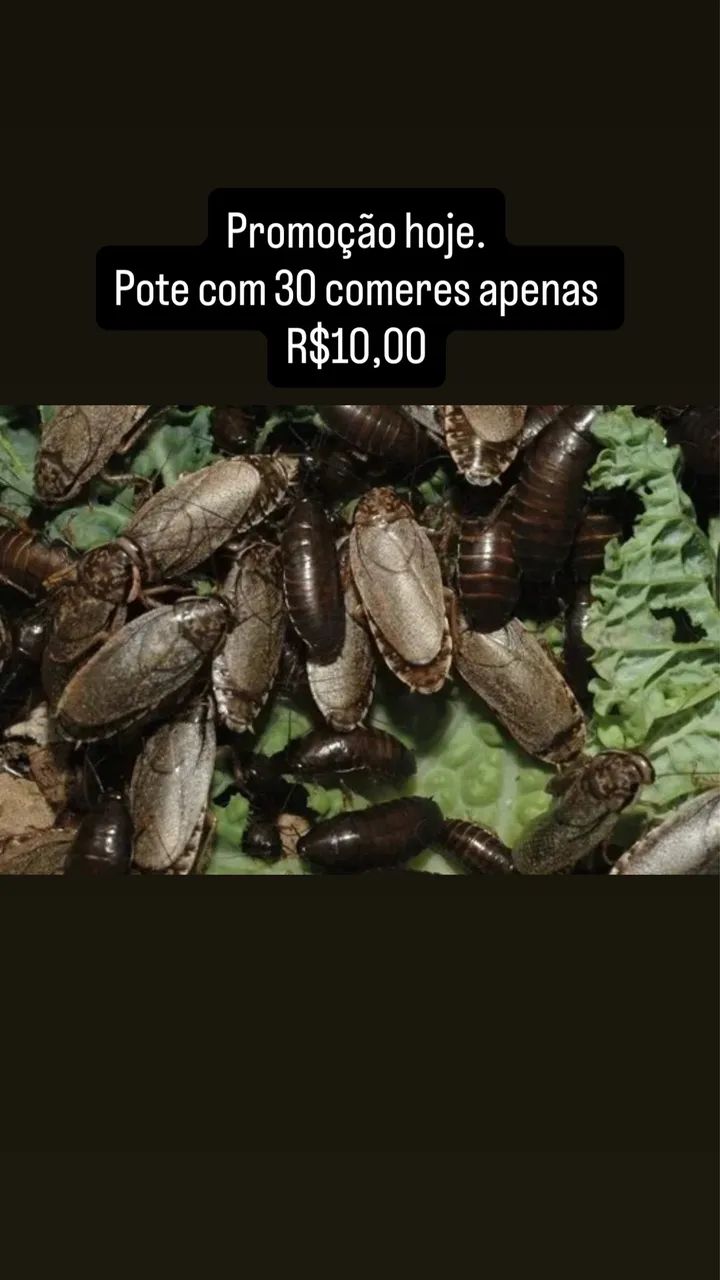 Barata cinérea 