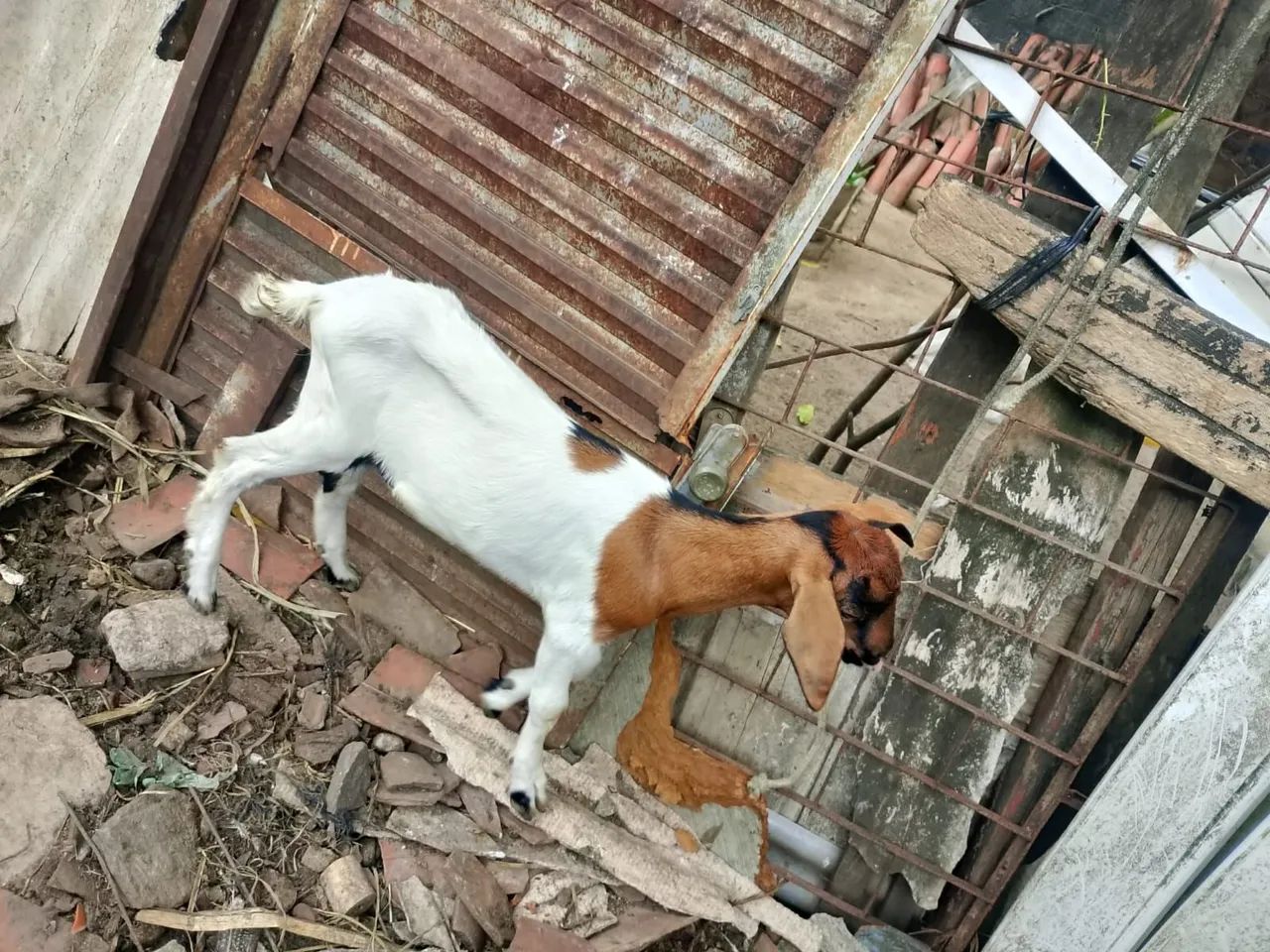 Cabrito  - Foto 2