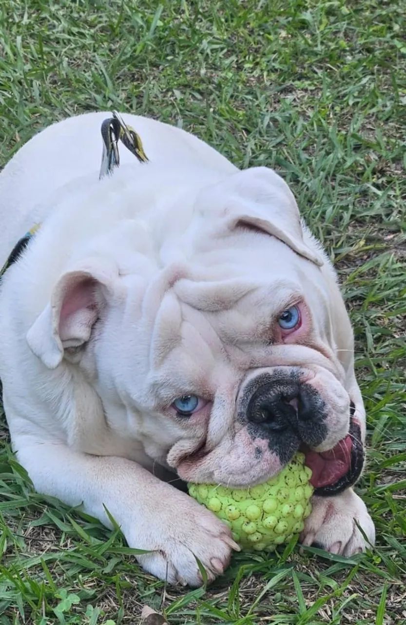 Bulldog inglês  mini