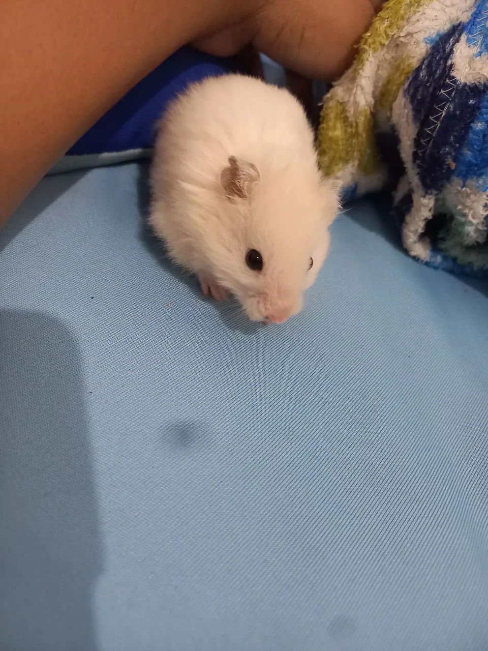 Gaiola +Hamster 100 - Foto 3