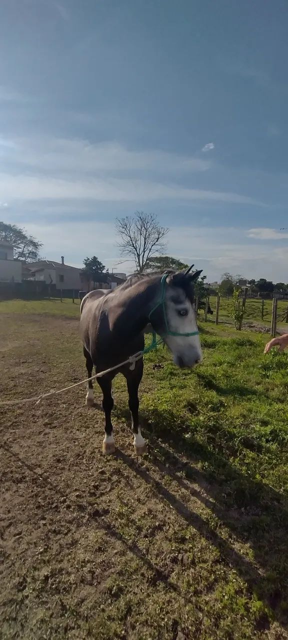 Vendo cavalo tordilho quarto de milha  - Foto 6