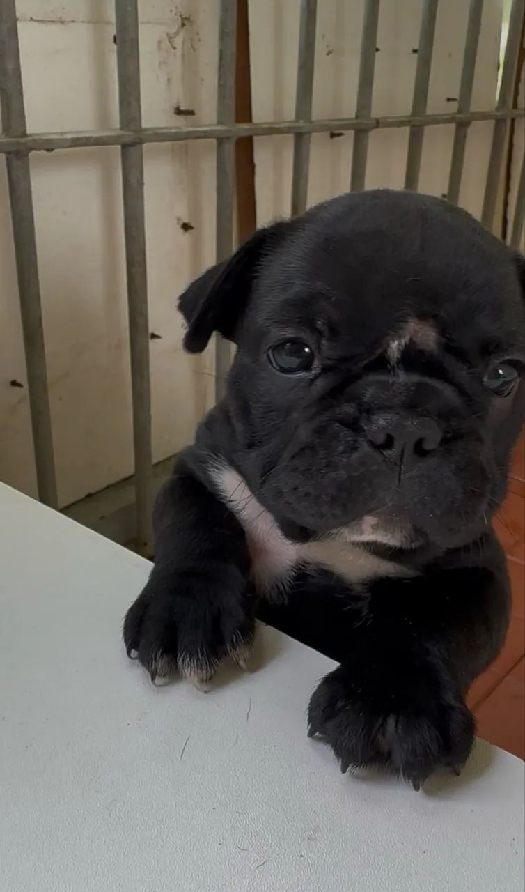 BULDOGUE FRANCÊS 