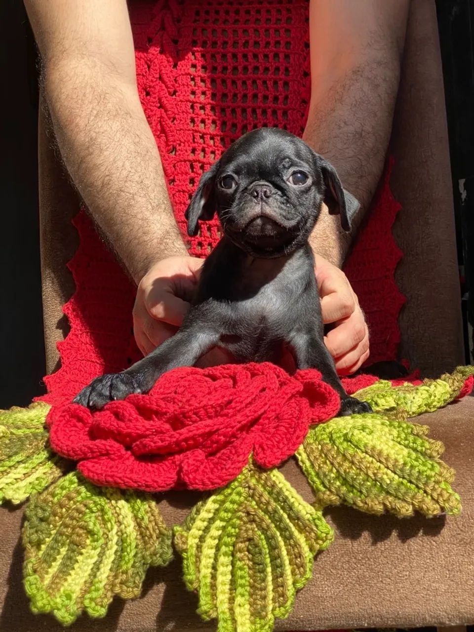 Pug puros  - Foto 4