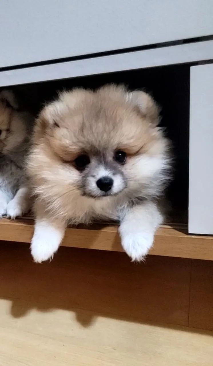 Lulu da Pomeranea (Spitz Alemão) - Foto 6