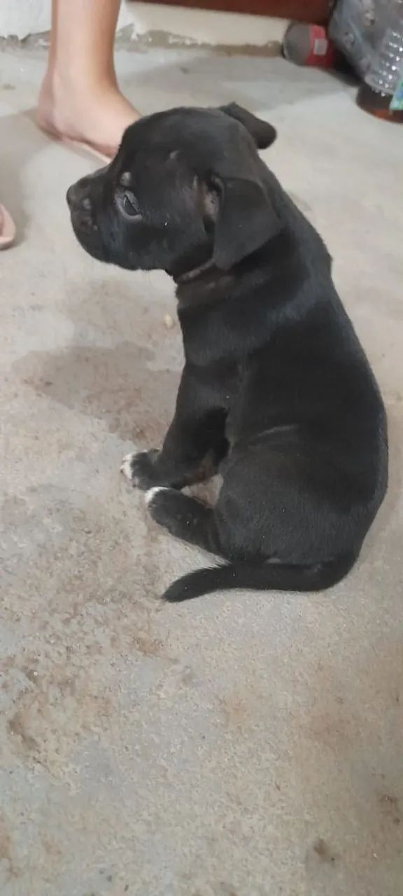 American Bully  - Foto 2