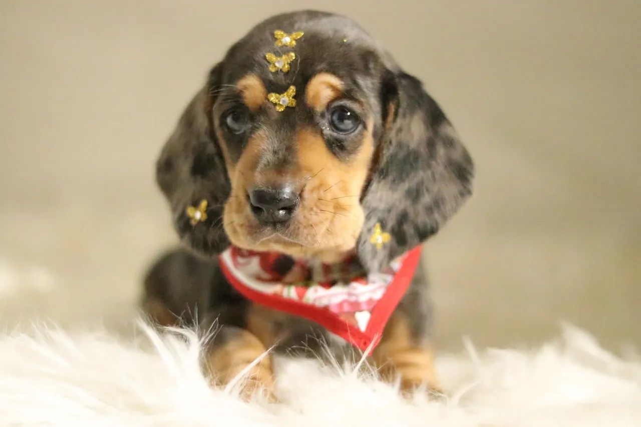 Dachsund PARCELAMOS 