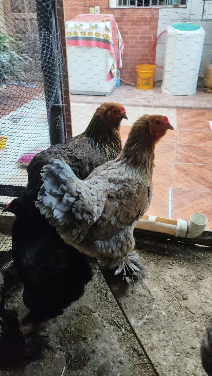 Galos e galinhas brahma