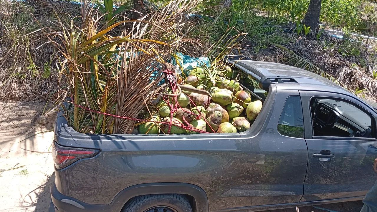Coco verde no atacado  - Foto 4