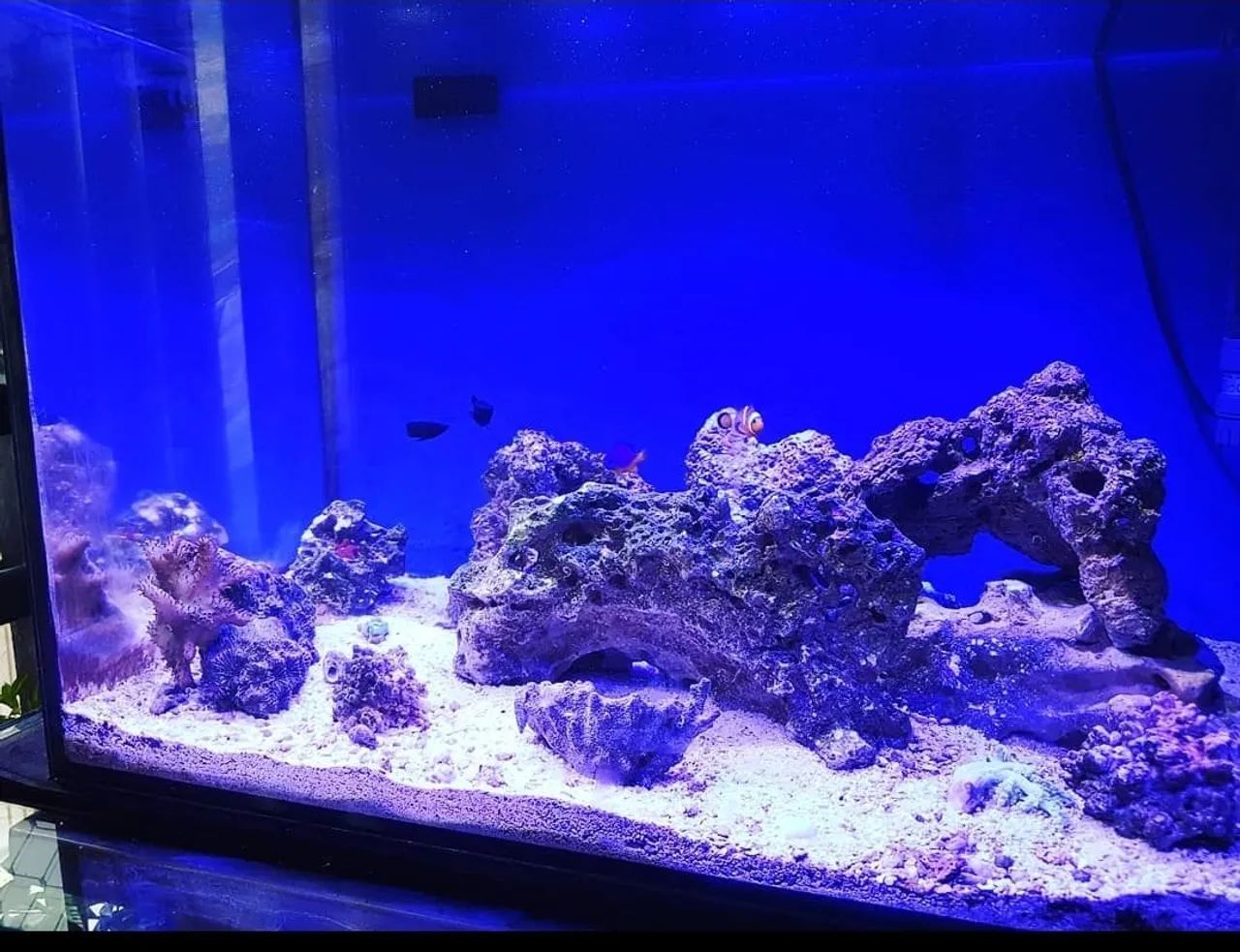 Aquário Marinho c Sump acoplado - Foto 3