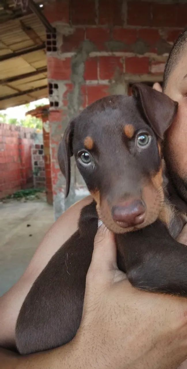 Doberman - um maxo e uma fêmea  - Foto 3