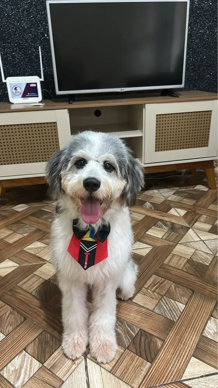Adoção cachorro macho