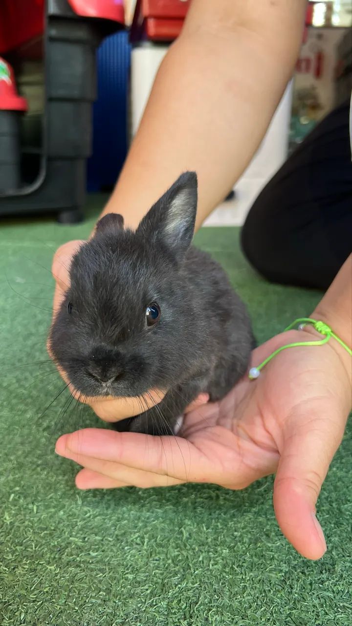 Coelha anã netherland dwarf black filhote - Foto 3