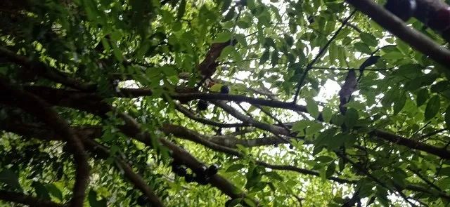 Chácara com casa córrego troca Girassol aceito carro - Foto 5