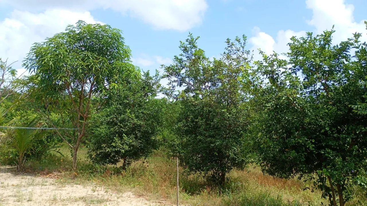 Vendo terreno em maruda - Foto 5