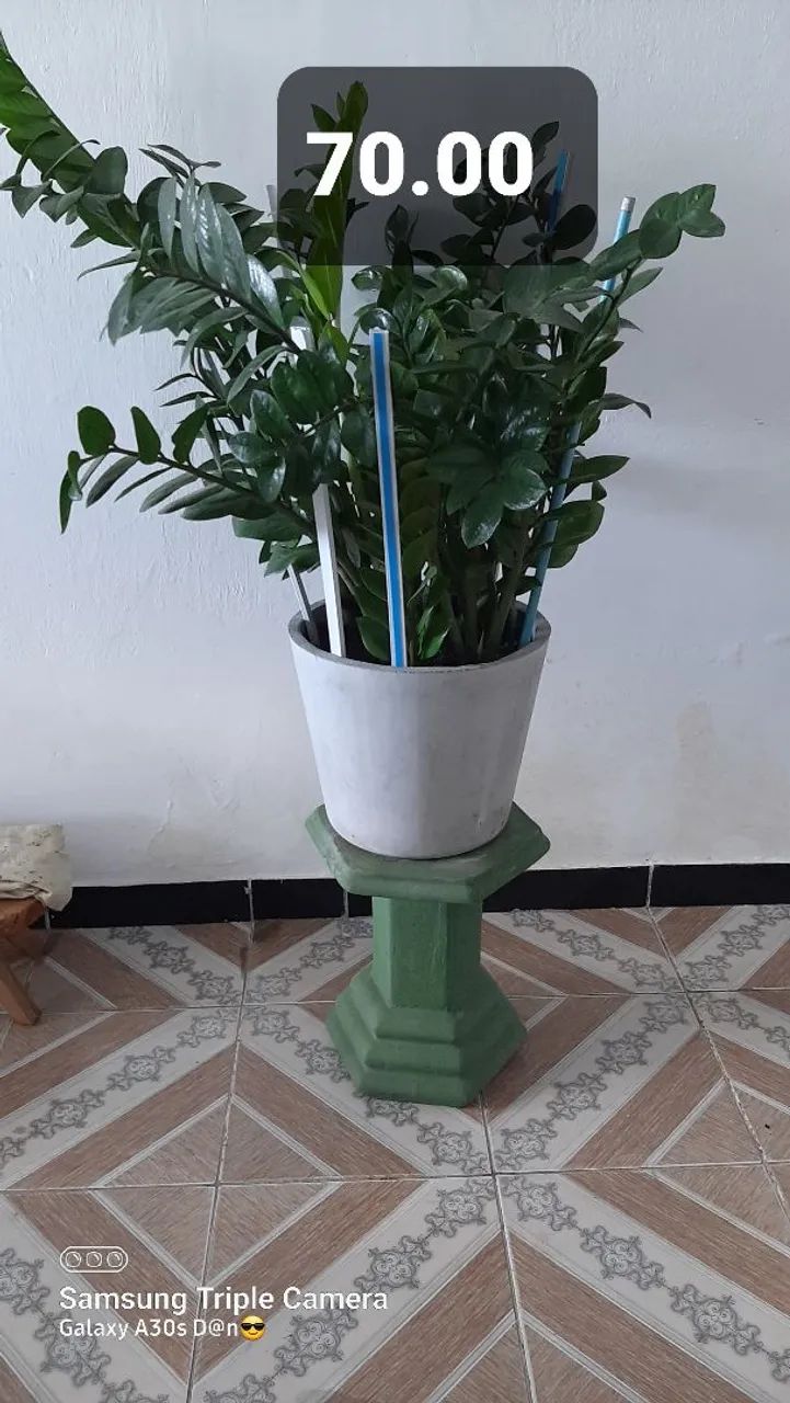 Plantas de dona Nice  - Foto 4