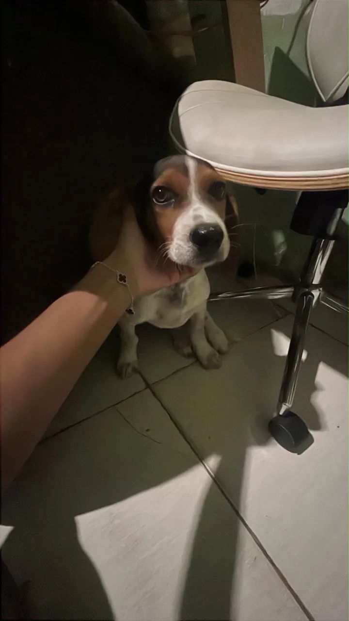 bigo com americano 