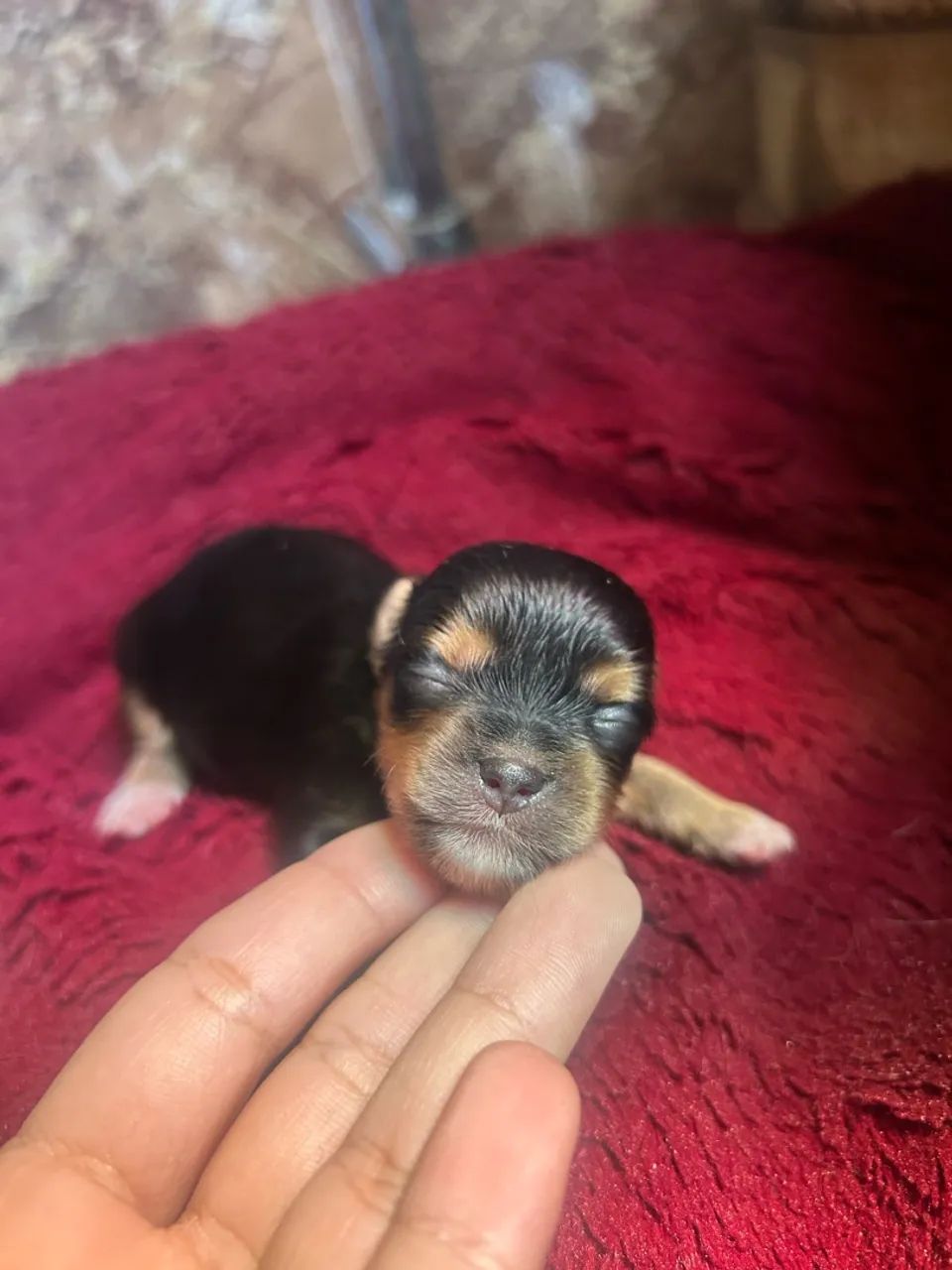 Yorkshire Terrier MACHO - Foto 4