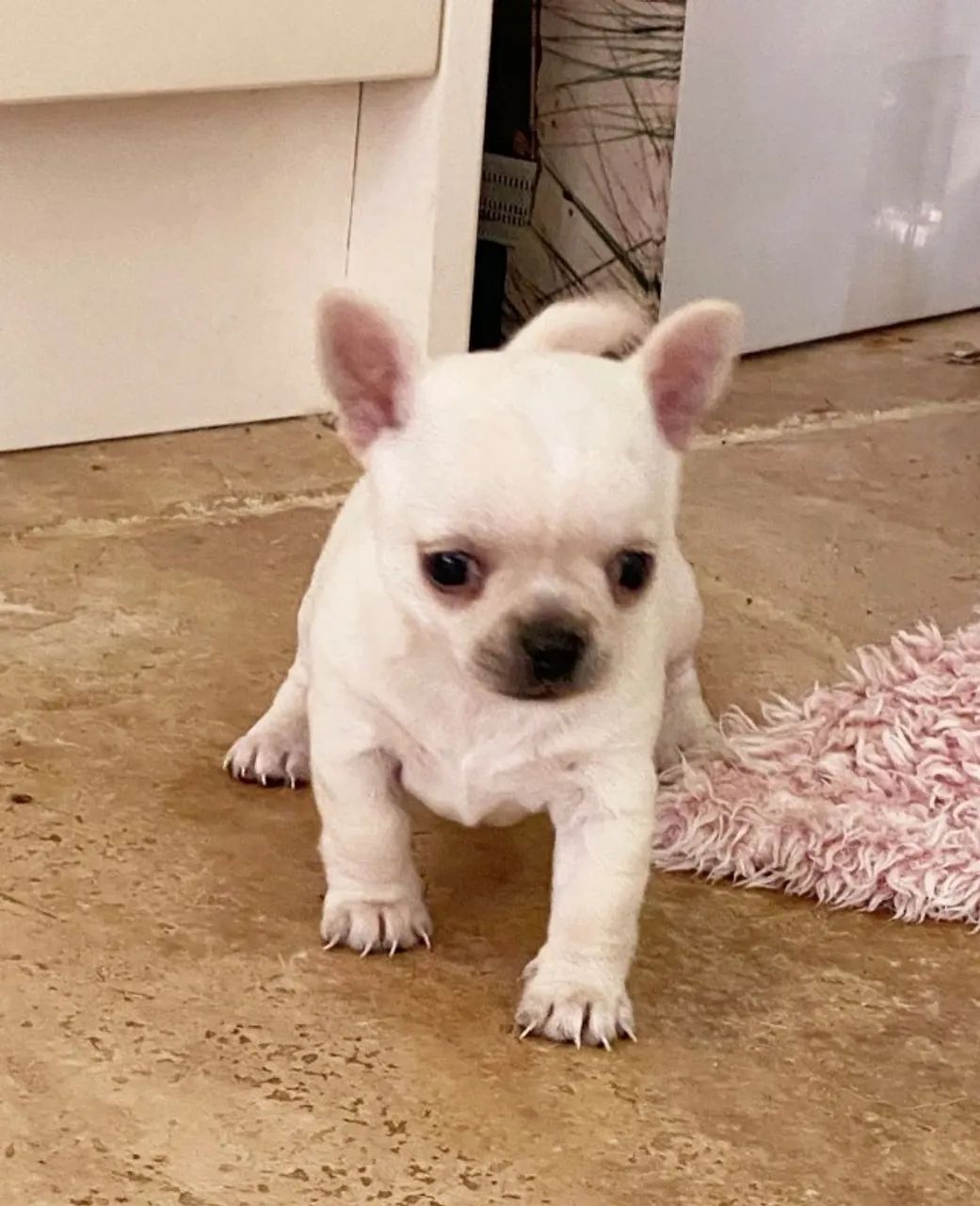 Filhotes de Chihuahua esperando um novo lar! Fale comigo no WhatsApp já.