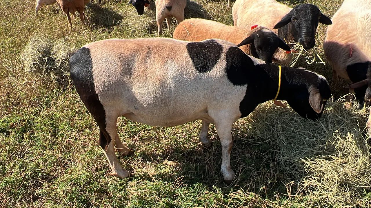 7 Ovelhas - Foto 4