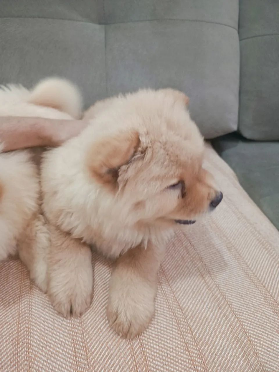 Filhote de Chow Chow - Cor Creme - Foto 4