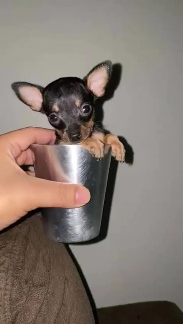 Pinscher filhotes 
