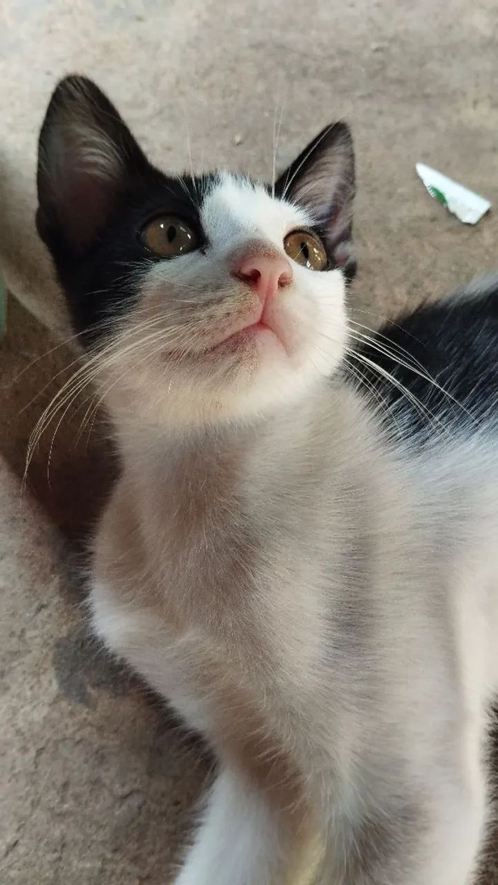 Gatinha fêmea pra doação 