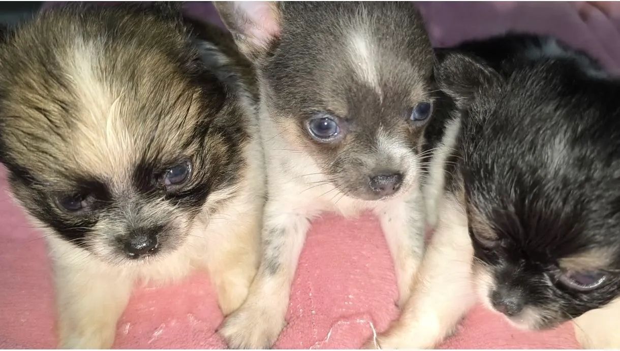 Chihuahuas - Foto 2