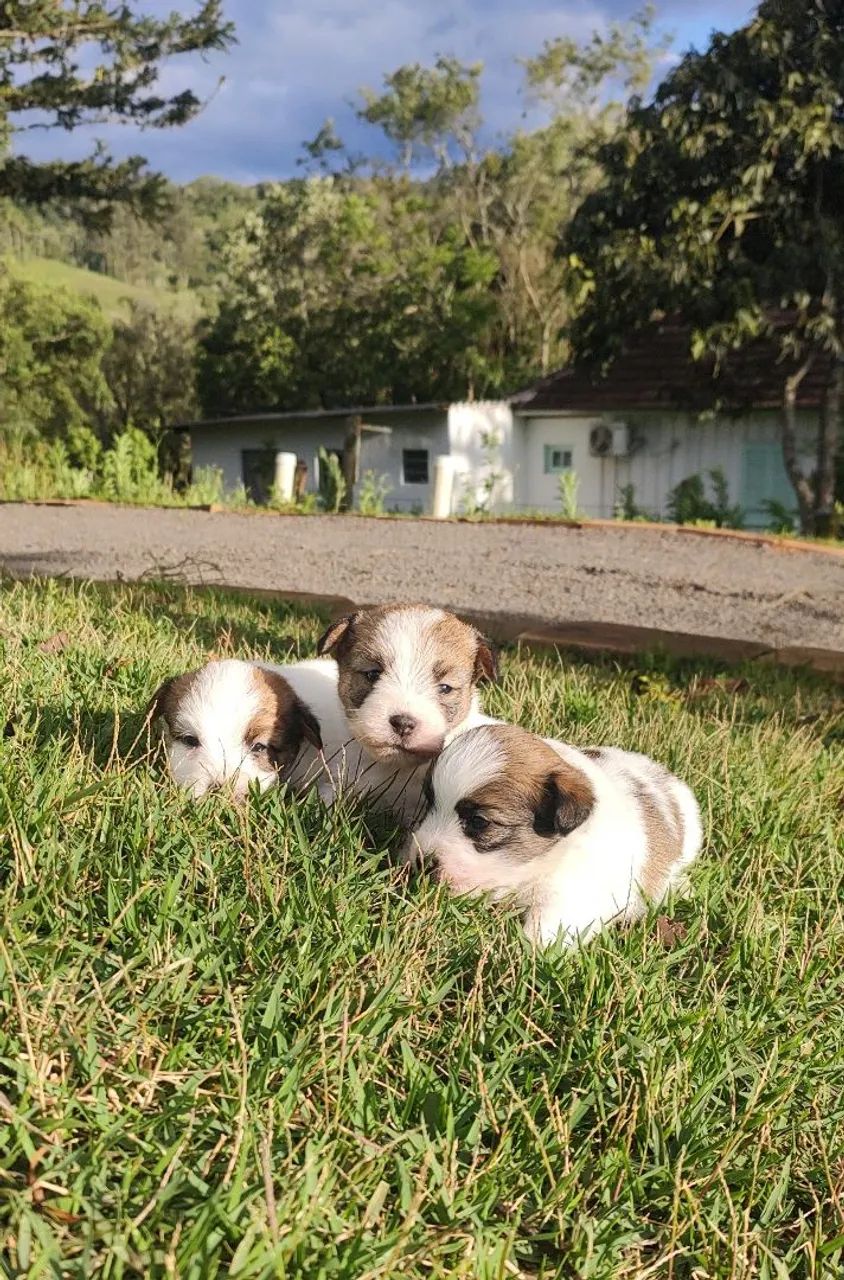 Jack Russell Terrier  - Foto 2