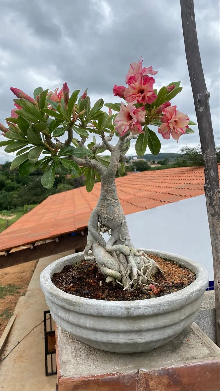 Rosa do deserto - Foto 4