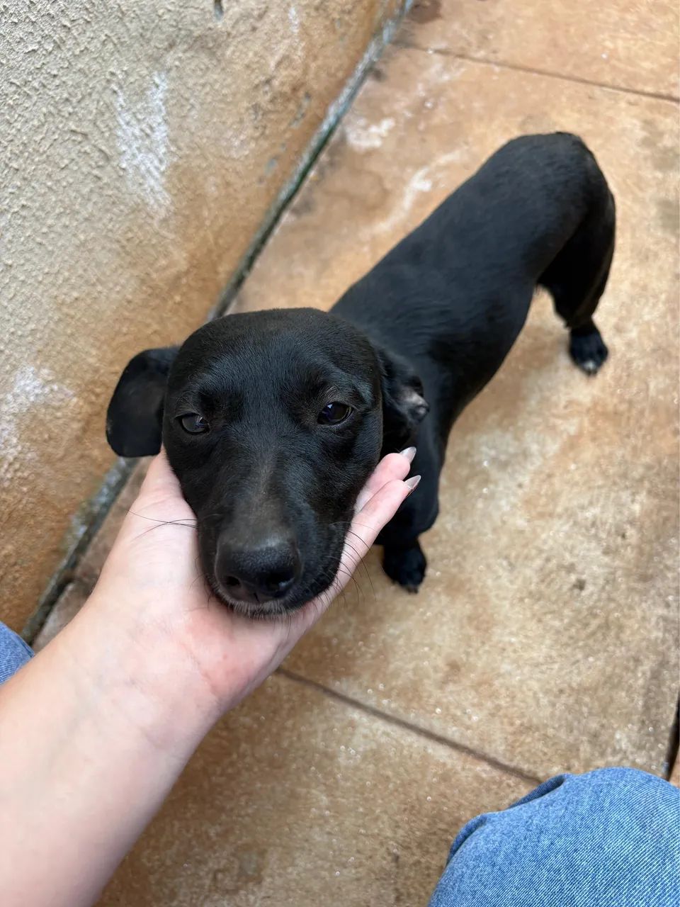 doa-se cachorro - Foto 2